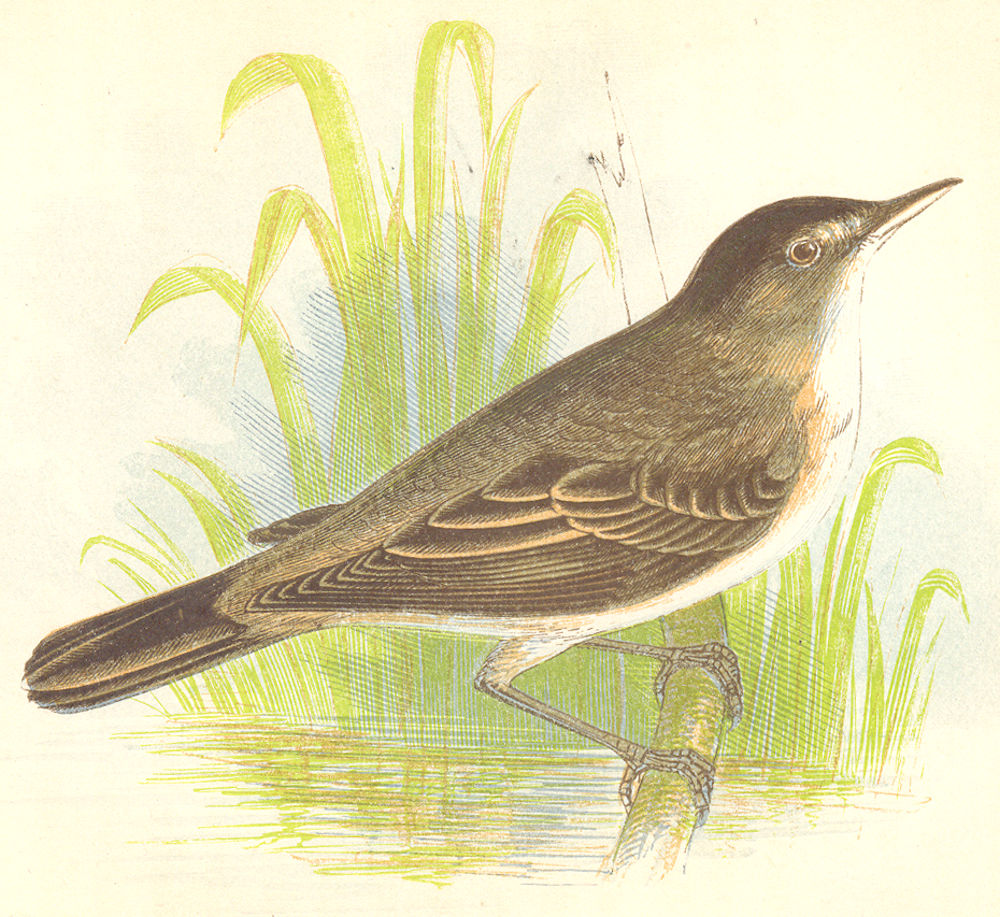 BIRDS. Reed Warbler (Anne Pratt) 1852 old antique vintage print picture